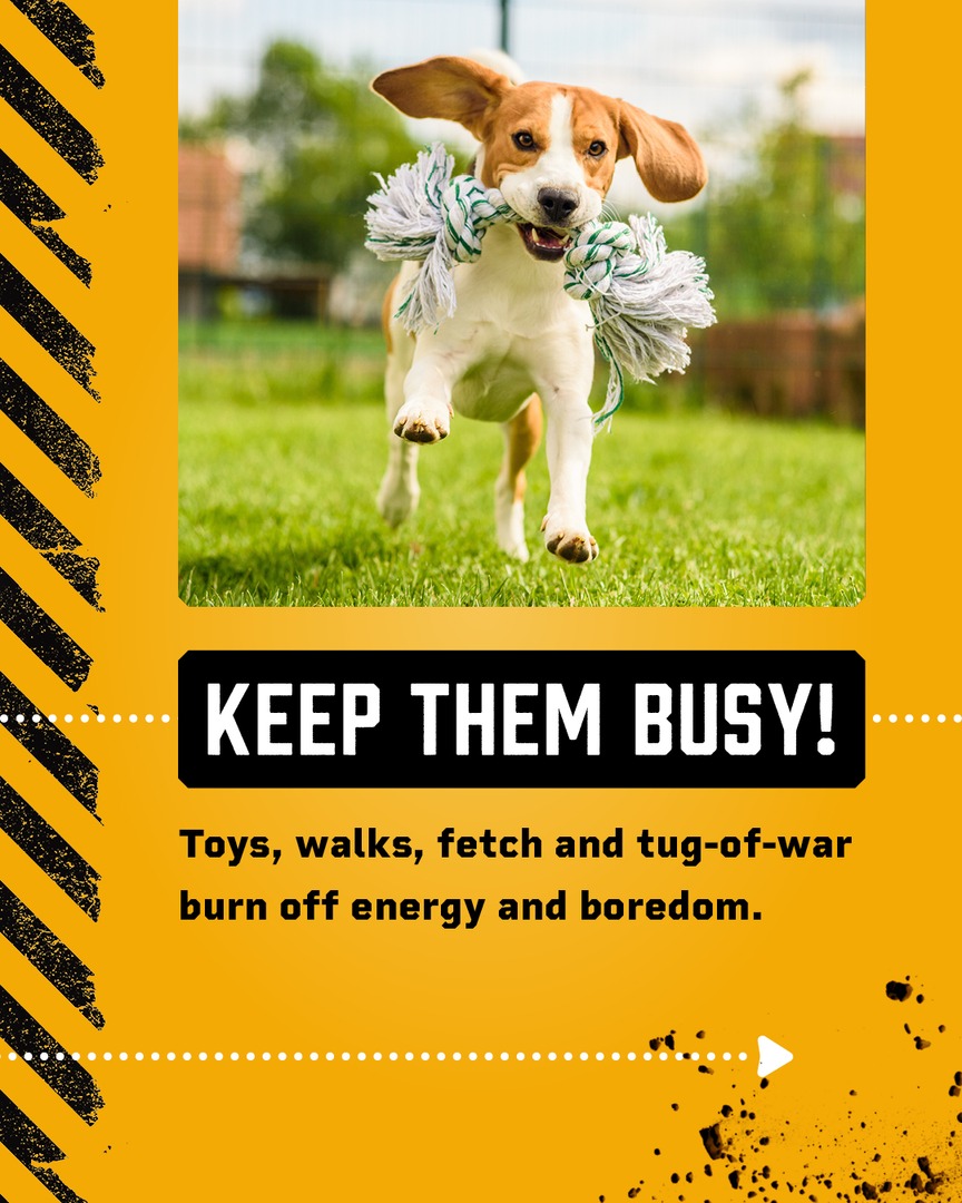 Arkansas811's tweet image. Whether they’re bored, plotting their great escape, hunting or just having fun, most dogs love to dig. Try these simple tips to prevent your furry friend from digging up trouble. AR811.org

#dogmom #dogdad #811 #call811 #arkansas811 #safedigging #digging