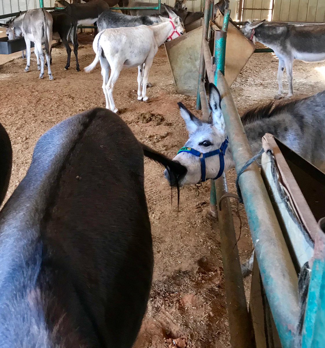 safehaven4donks's tweet photo. 😂Tail-pulling mischief! 🫶
🤣😉 One of our younger rescued donkeys at the Nablus clinic couldn't resist a playful tug on a visiting friend's tail. Hope this made you smile this Monday too!
#DonkeyAntics #MondaySmile #DonkeyCharity #DonkeyLove #DonkeySanctuary https://t.co/4ckLU3Tqe0