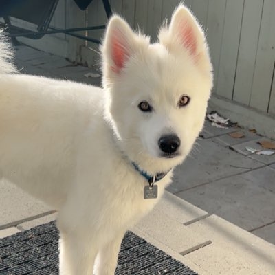 untamedpromotions tweet media