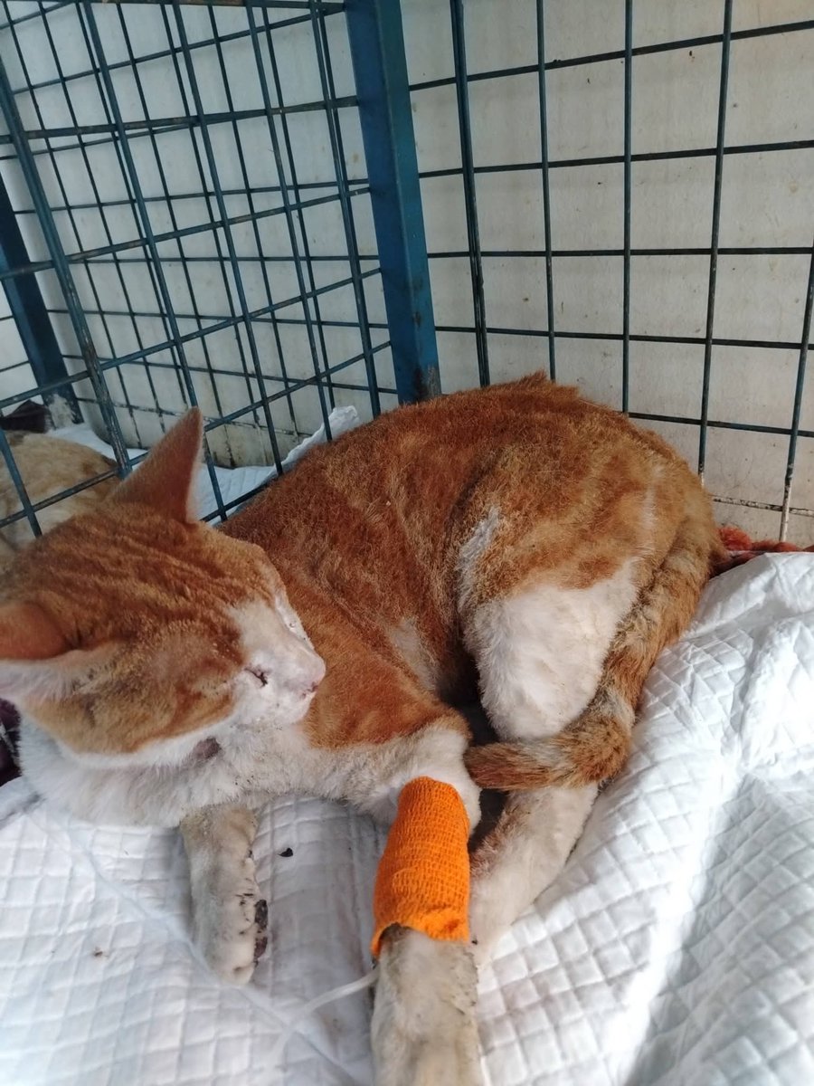 URGENTE DIFUSIÓN‼️ POR FAVOR 🙏🏼 
EN SAN PEDRO DE LA PAZ en CENTRO VETERINARIO MUNICIPAL están estos gatitos en recuperación, son de #Penco - #Lirquen , ayúdenme a compartir, que aparezcan sus dueños 🙏
#IncendiosForestales #EstadoDeCatástrofe #EstadoDeExcepcion #Incendios