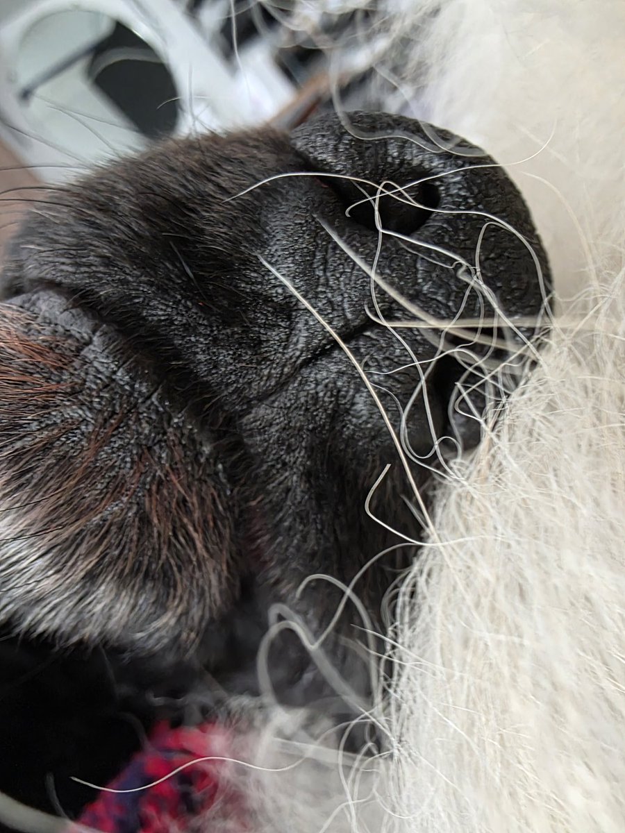 Monchito Cocker (@cockermonchito) on Twitter photo 