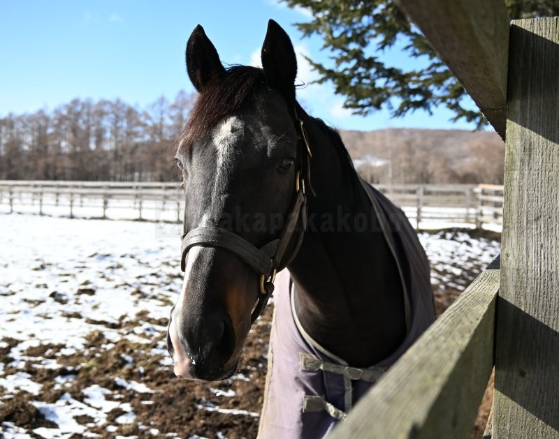 pakapakakobo's tweet photo. 【レックススタッド】
タイトルホルダー（牡8歳、父ドゥラメンテ）
初年度、2年目と150頭を超える繁殖牝馬を集める人気。僅か5世代で二桁を超えるＧⅠ馬を輩出したドゥラメンテの後継を目指す！

※レックス様からSNS掲載の許可を得ています。（一般見学で撮影した画像・動画のSNS公開は禁止されています）一般見学期間外