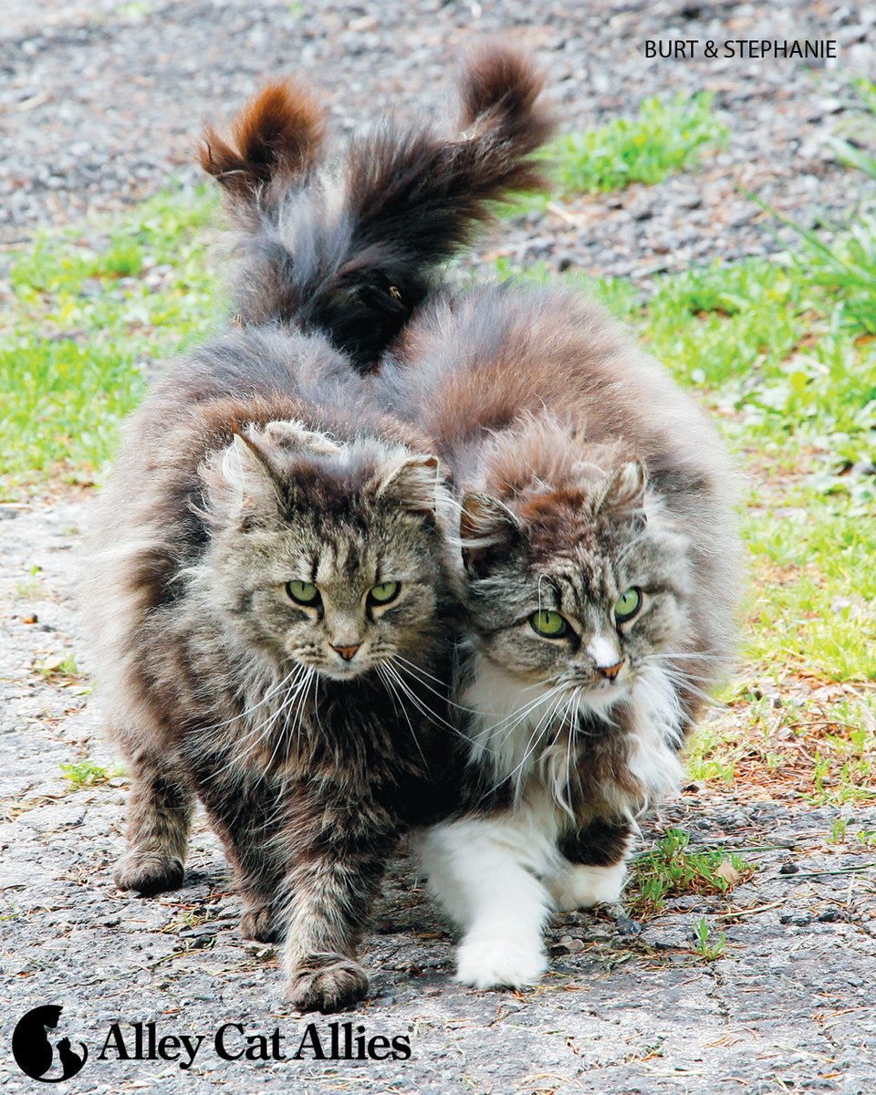 alleycatallies's tweet image. Alley Cat Allies' vision is a society in which justice, compassion, and nonviolence are the guiding principles for the treatment of cats and kittens.

There is never any justification for killing cats under any circumstances. We believe every cat deserves to live out his or her…