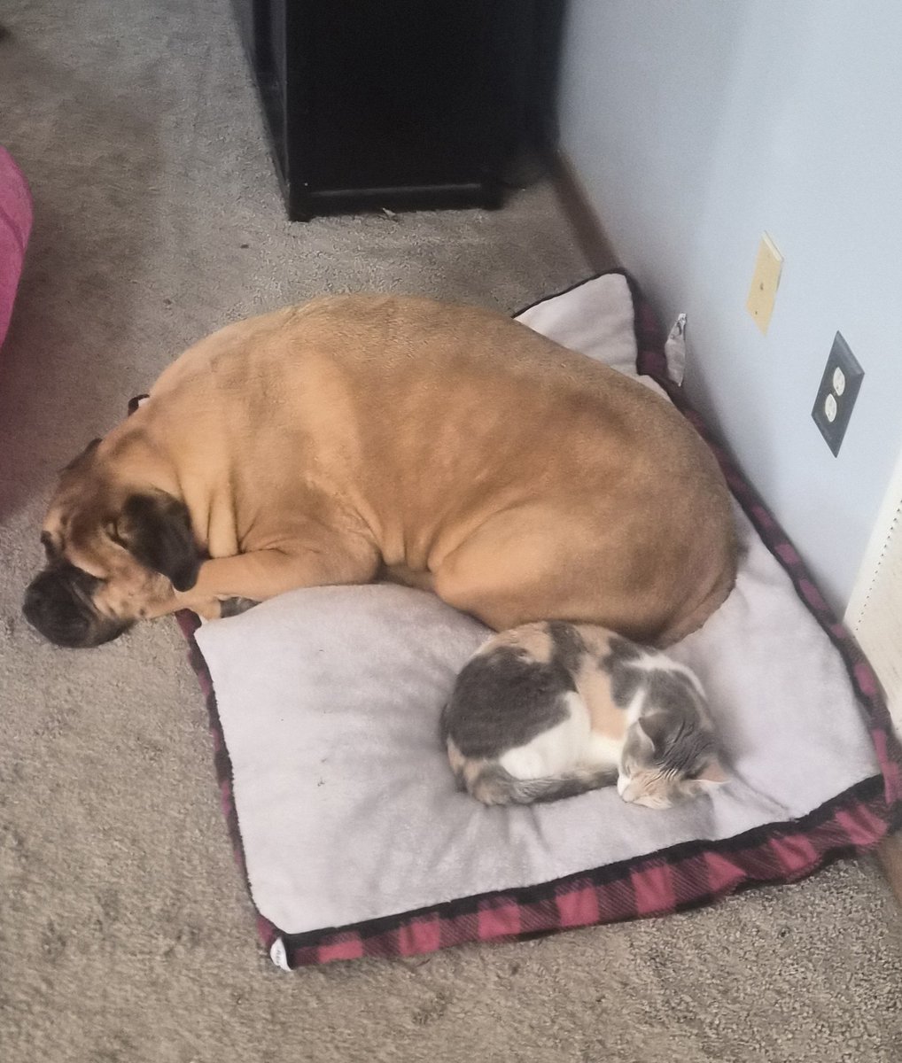 🍊🍊Capt'n Cornjuice🥃🥃 tweet media