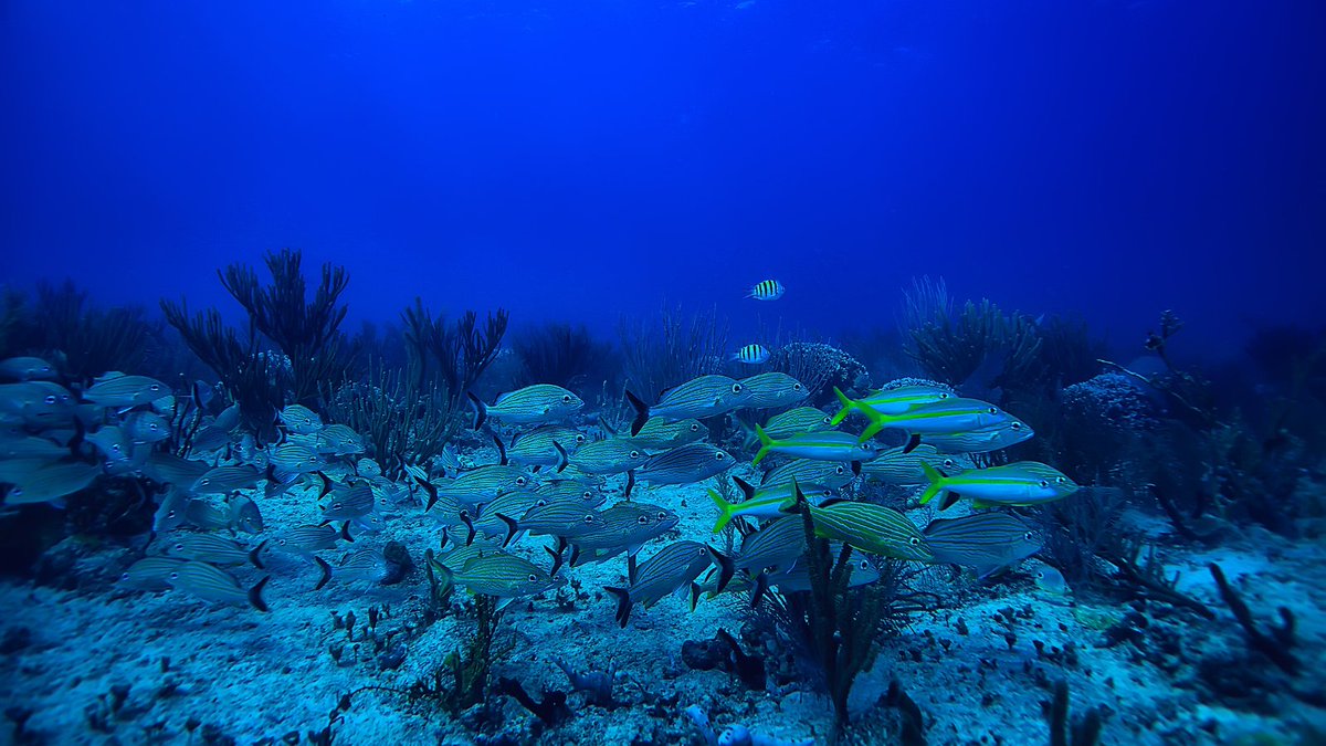 We must protect U.S. coasts from the Trump administration’s proposed expansion of offshore drilling, but we have just days to act! 

Speak up now for America’s beaches and coastlines: oceana.ly/48y0tBK