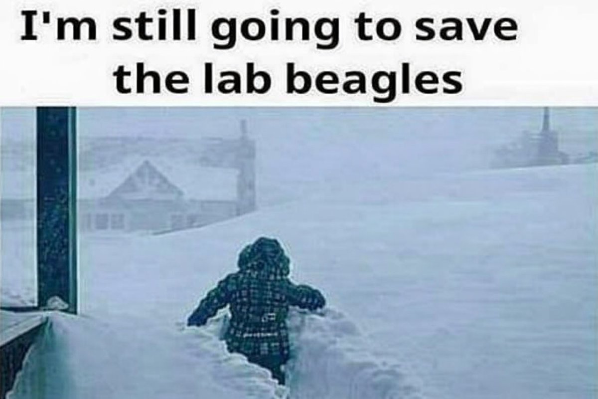 Beagle Lovers And Rescuers Inc. tweet media