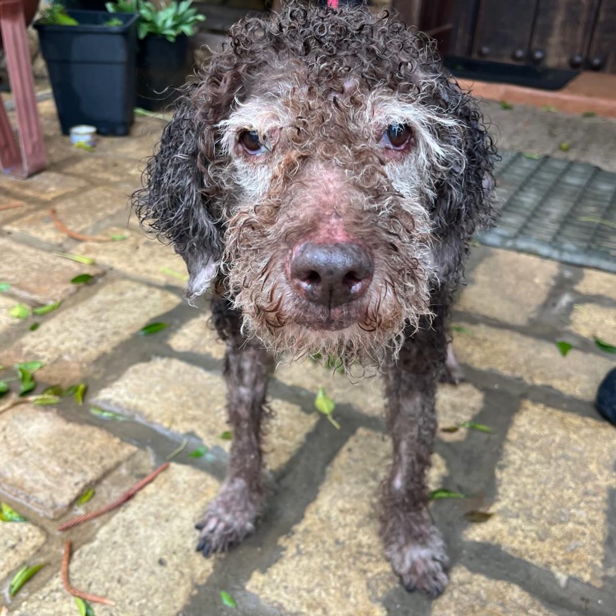 #MADRID
#BULA tiene 13,7 años y una historia triste; encontrada en una acequia sin poder salir, chip de antiguos dueños, ha pasado por varias manos, hasta que la -𝗔𝘀𝗼𝗰𝗶𝗮𝗰𝗶ó𝗻 𝗔𝗽𝗮𝗴𝘂𝗮𝘀 - 𝗔𝗱𝗼𝗽𝘁𝗮 𝘂𝗻 𝗣𝗲𝗿𝗿𝗼 𝗱𝗲 𝗔𝗴𝘂𝗮𝘀-  se hizo cargo.

Es un poquito
