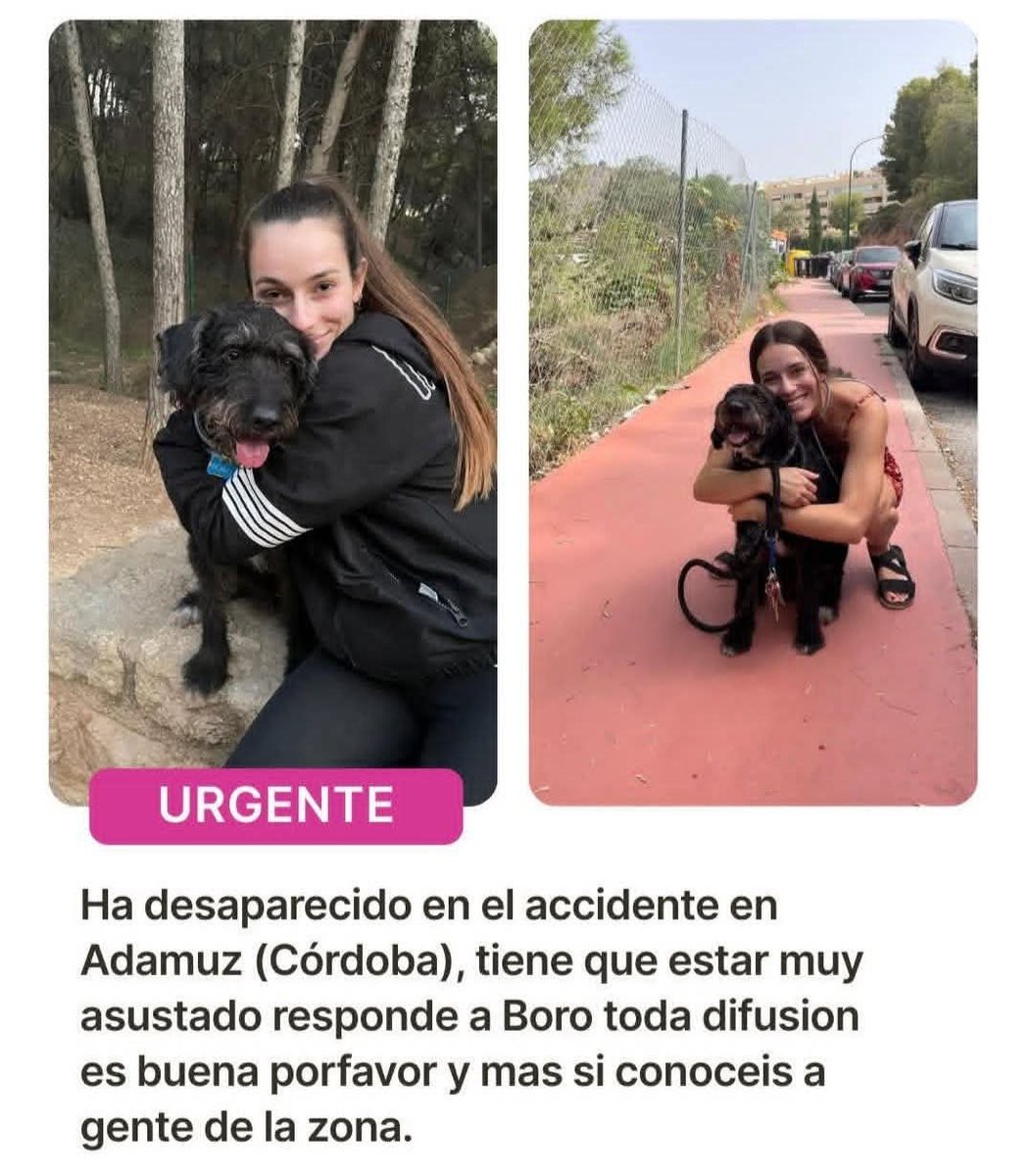 isaiiki's tweet image. Se busca a Boro, el perro que viajaba en el vagón 7 del tren siniestrado.
‼️‼️Si lo ves, llama al 691 197 973. 

Es miedoso y puede estar asustado.

Comparte este mensaje para que llegue a todo el mundo. Ana y su familia lo esperan.