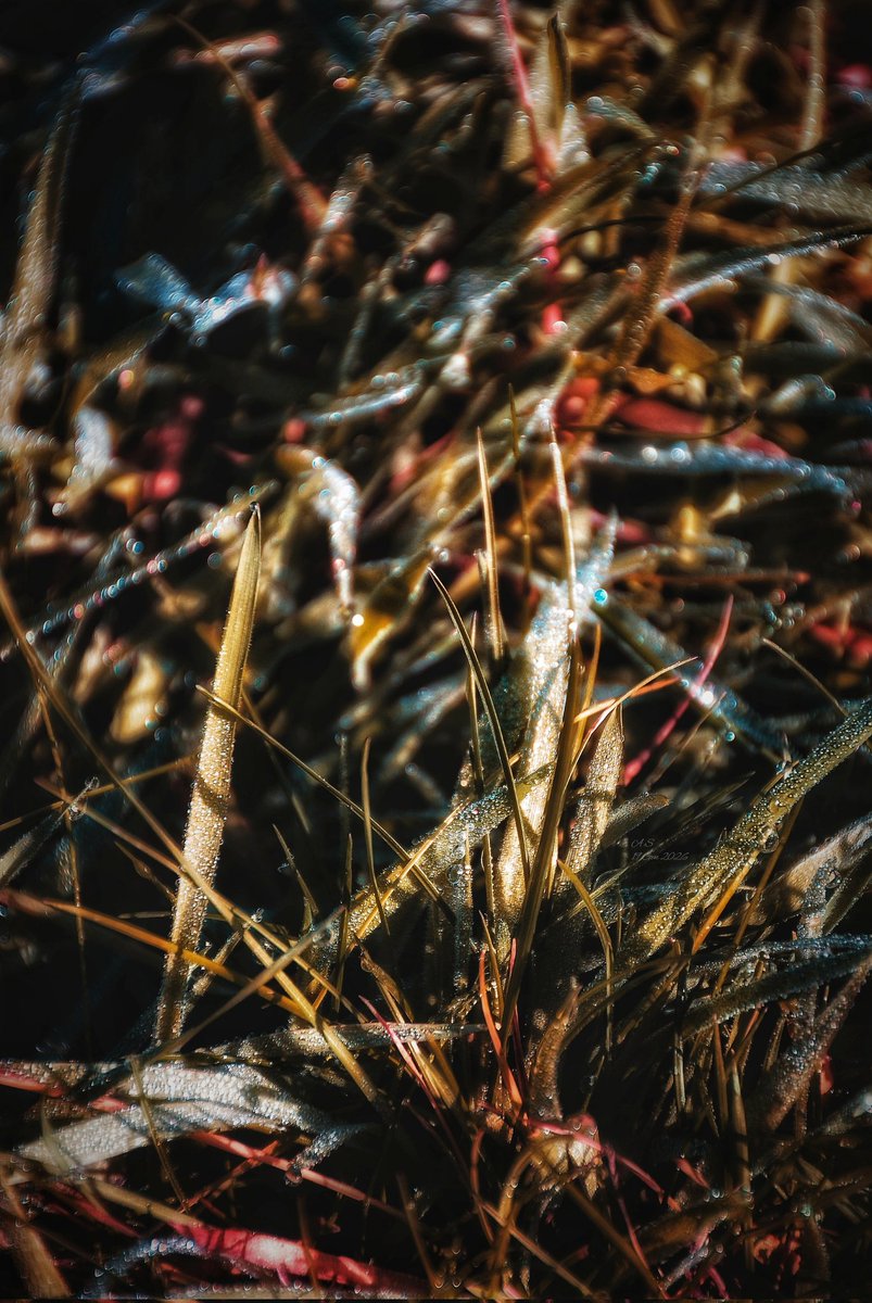 A_Sapphireh's tweet image. L'universo si curva
in un arco di clorofilla
e trovi il pianto,
il gemito dell' #amore
il #sorriso,
la risata di un bambino
tutto nel frammento
di un istante
✒️📸 A.S #photography