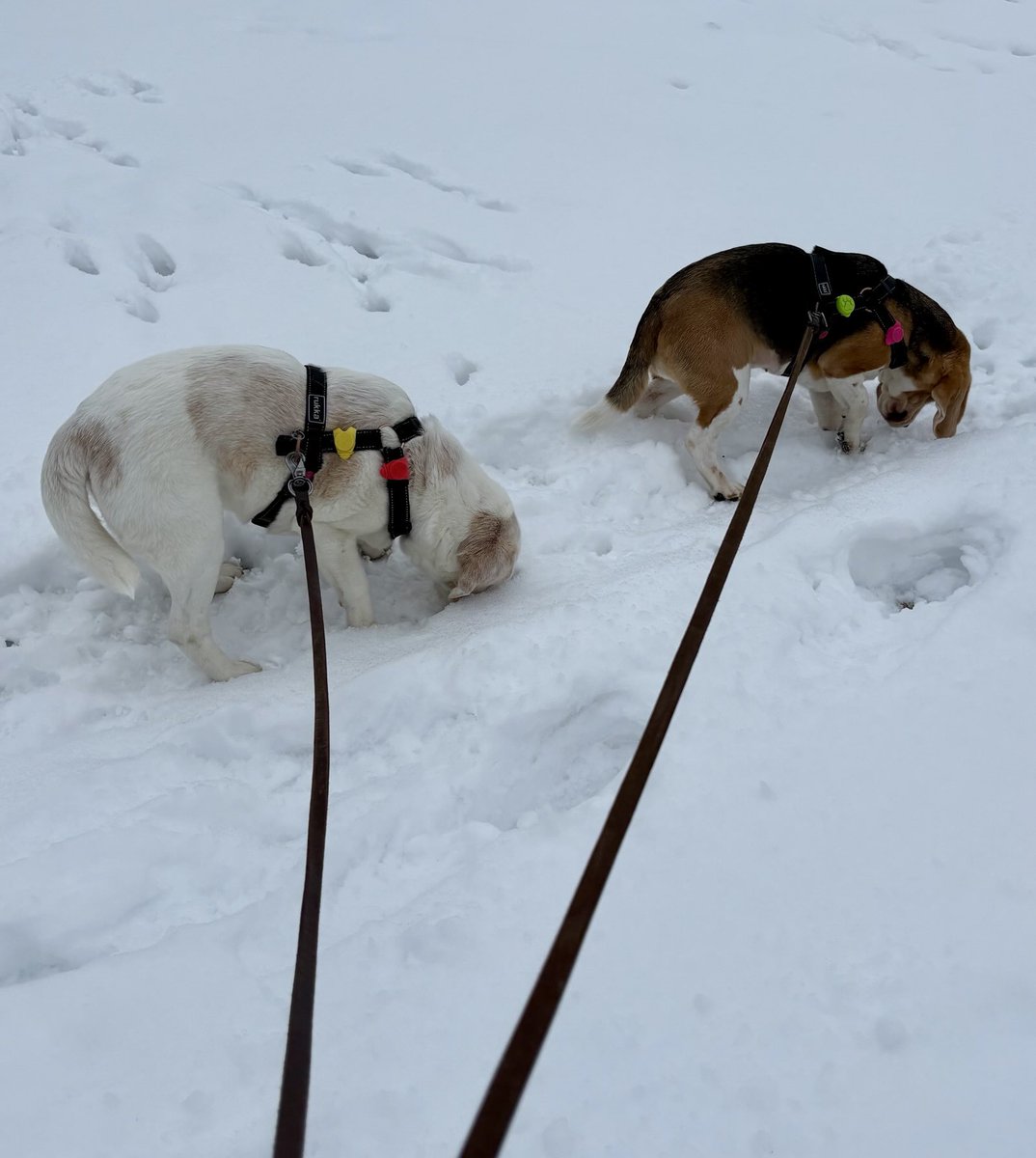 Beagletytöt Hippu&Myttö tweet media