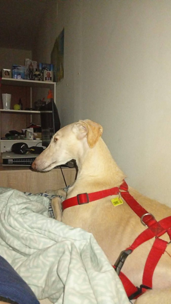 Vecinos Unidos por el PAU4 tweet media