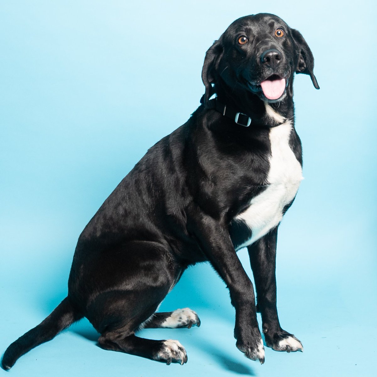 AWLA Alexandria tweet media