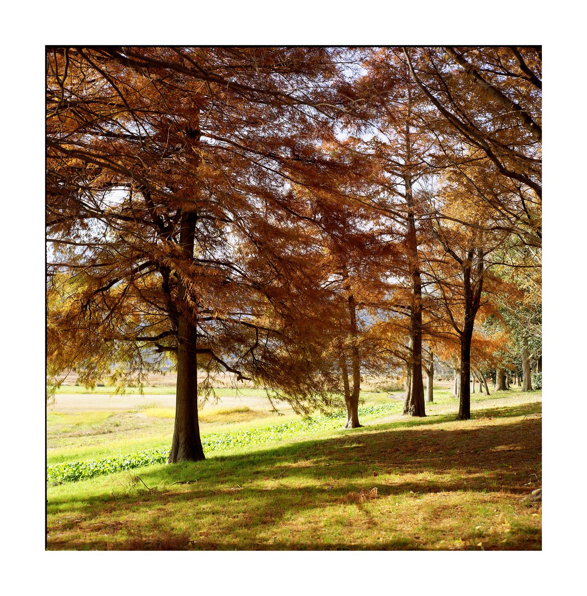 FORPRO_F's tweet image. Bronica S2
NIKKOR-P 75mm f2.8
Kodak GOLD 200