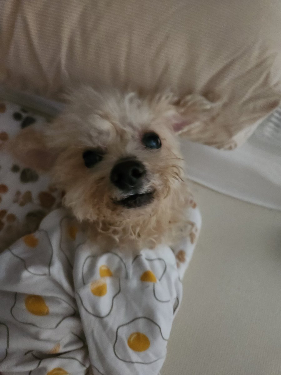 병원가따와서 기운없고 밥을 잘못먹길래 피하수액하고 하이코민맞추고 푹재웠더니 회복한듯
살이 죽죽빠져서 열량높은리퀴드랑 사료양도 늘리고 좀 봐야할듯..