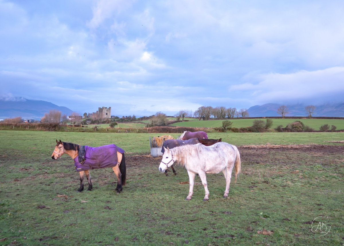 AnnBruen's tweet photo. 📍Greencastle, Co. Down
What a setting for a castle, framed by the mountains and the sea as local horses graze oblivious to the scenery around them.
#mournemountains #cooleymountains #carlingfordlough #greencastle #coastalphotography https://t.co/WiS9Mx7Dus