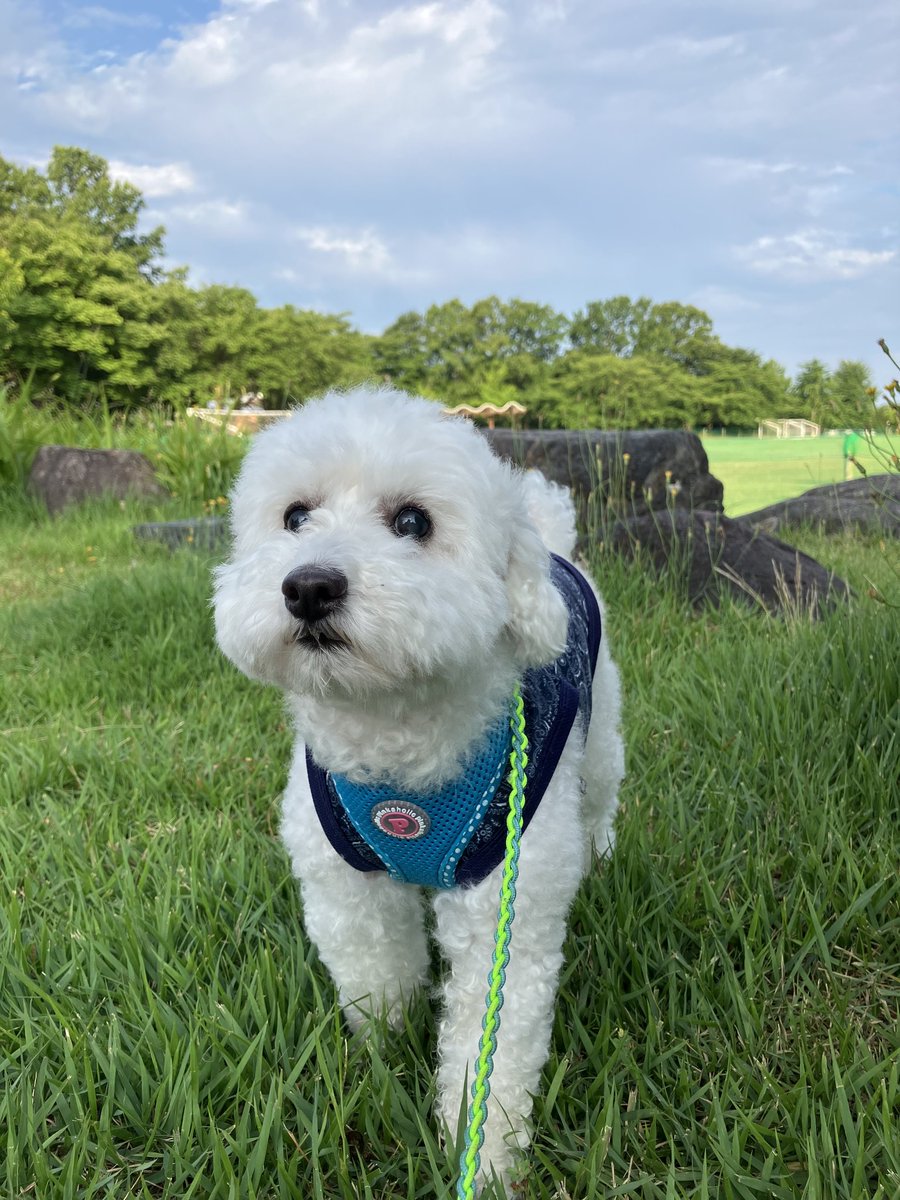 CG関係ないけど、家の犬氏は名前が「タコスケ」から「プーさん」「ちゅー太郎」等々たくさんある（本名は全くの別名）。本人はこれらの名で呼ばれると振り返るのだが、果たして自分の名だと認識しているのだろうか？かわいいから何でもいいや☺️
（※写真は同一犬です）