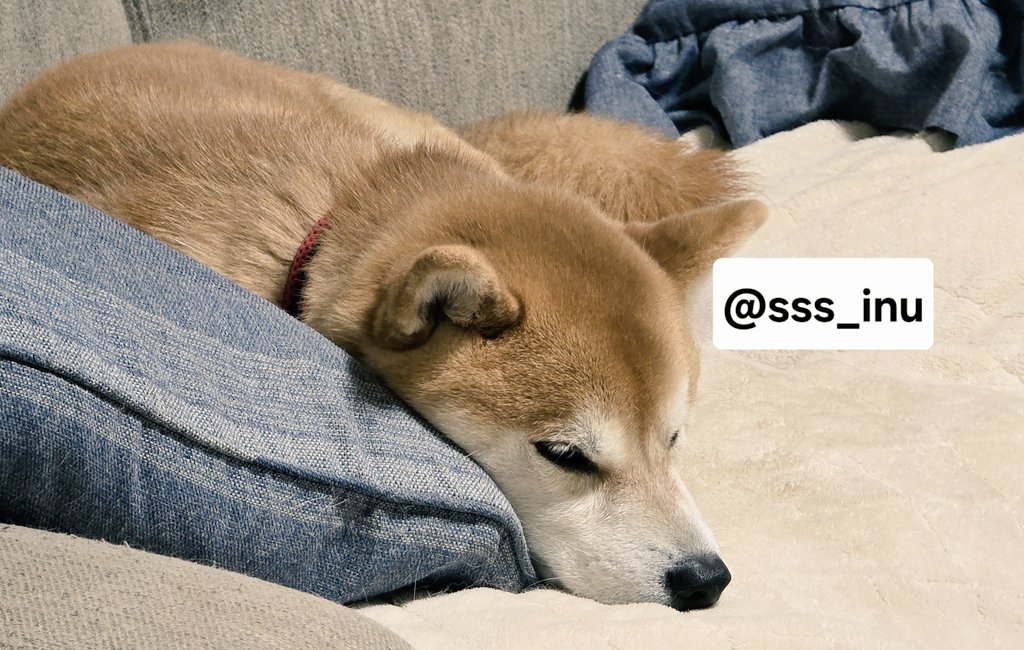 柴犬君 ページ 柴犬こめ1歳 (@shibainukome) / Posts and Replies / X