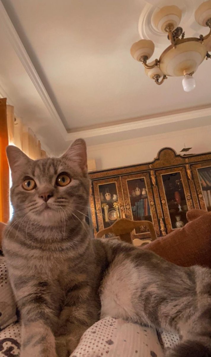 adoptdontshopl's tweet photo. 😻 FOR ADOPTION 😻
💙 Sweet Male Cat 💙Around 1.5 years old 🐾
Friendly, playful, and full of love ❤️
Looking for a forever sweet and caring home 🏡
📲 WhatsApp: 76 969 608
Can’t adopt? Please share!

#adoptdontshop #catforadoption #foreverhome https://t.co/tVTI8xmnmM