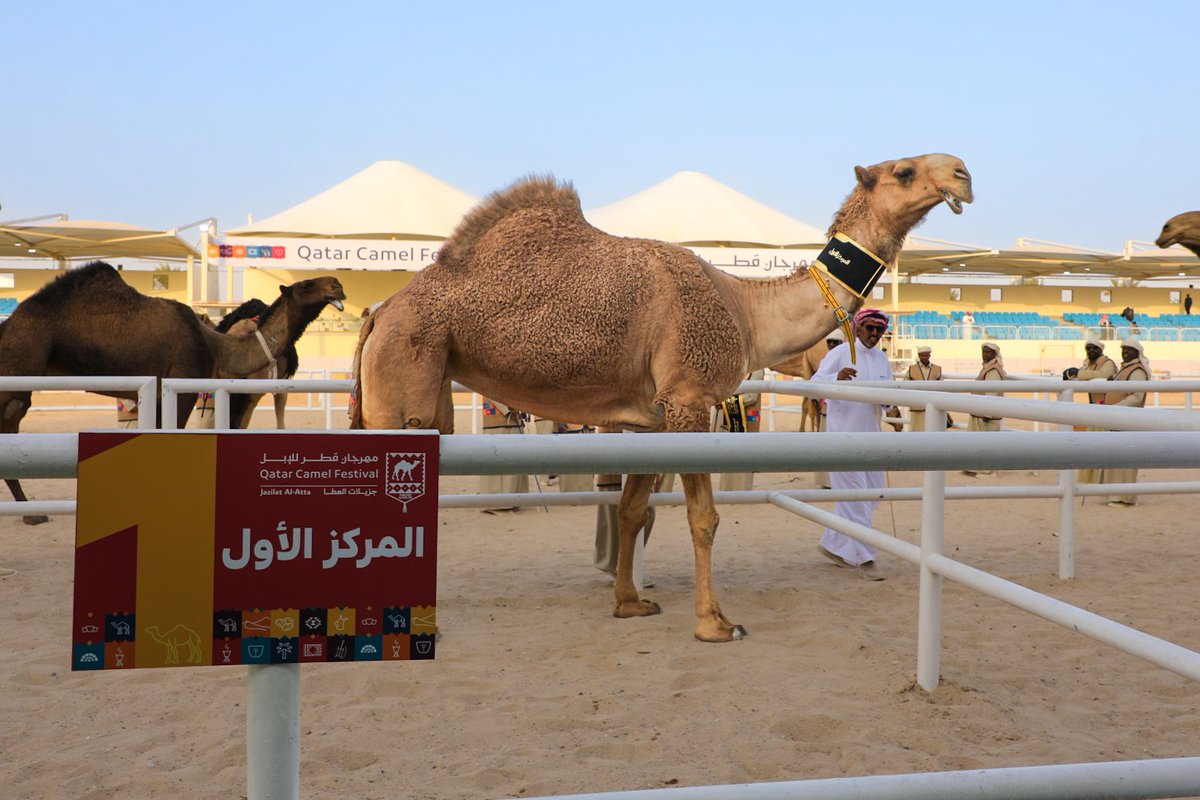 نادي قطر لمزاين الإبل tweet media
