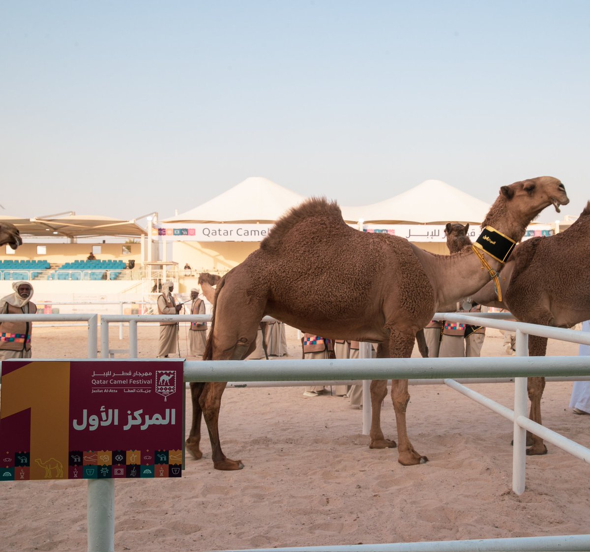 نادي قطر لمزاين الإبل tweet media