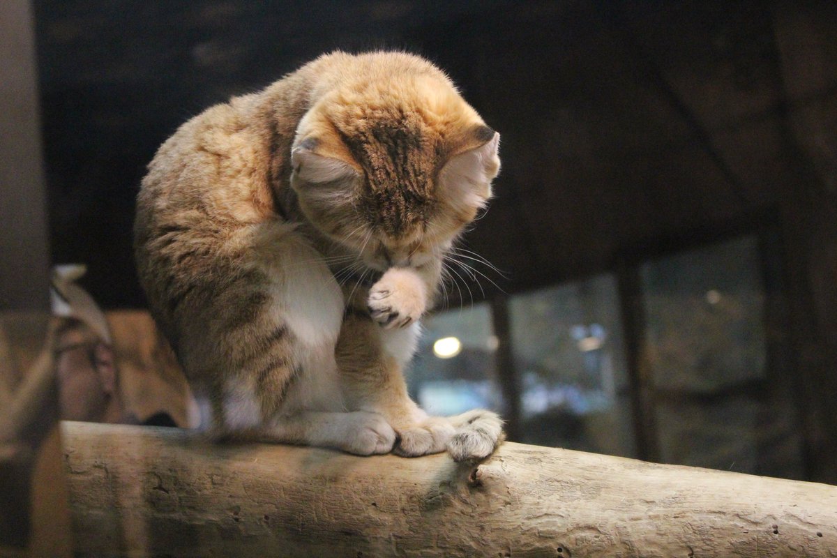 2025.12.13 #那須どうぶつ王国 #スナネコ