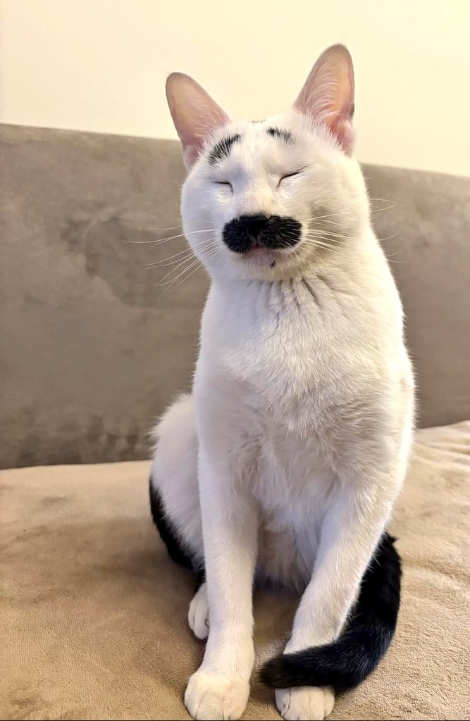 Meow🐾 tweet media