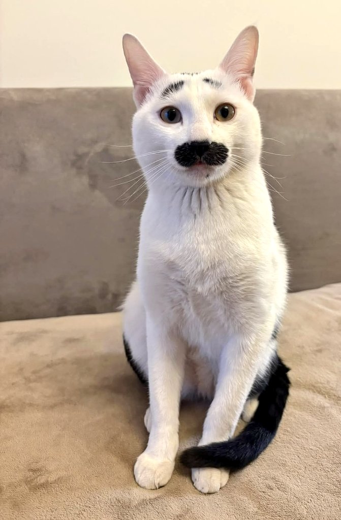 Meow🐾 tweet media
