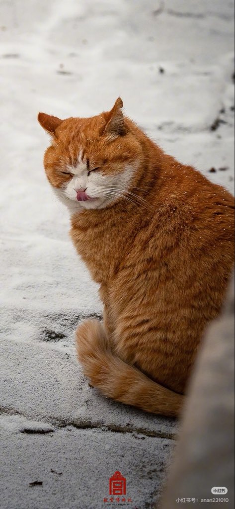 Eivor_Koy's tweet image. My favorite is Papa the chubby kitten!