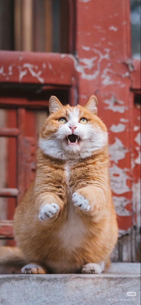 Eivor_Koy's tweet image. My favorite is Papa the chubby kitten!