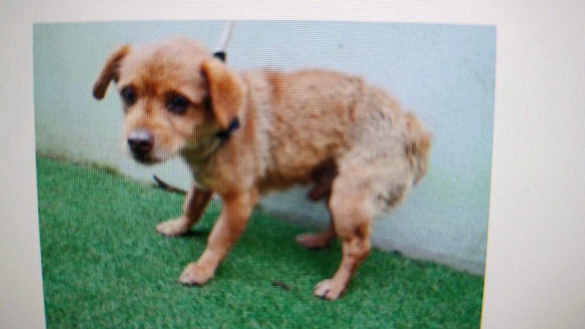 SosAbuelos1's tweet image. #PONTEVEDRA
A sus 11 años, #PITTU ha acabado en la perrera. Nada se sabe de su vida anterior, pero esa mirada de miedo y ese tiritar que no le permite relajarse denota que todo es nuevo y extraño para él, que su vida anterior, no fue encerrado.

Pittu,  es chiquitín, apenas 5 Kg.…