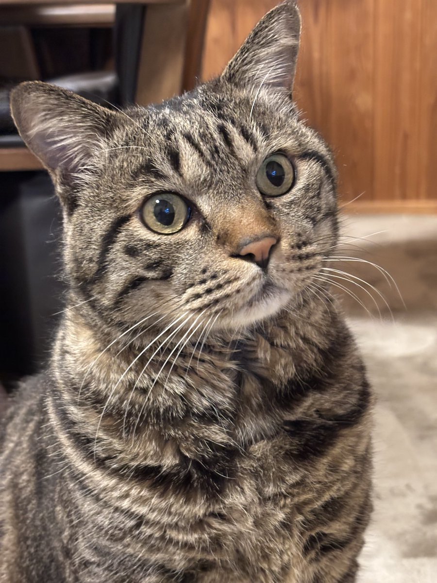 キジトラ虎三郎 (@TH82624015) / Posts / X