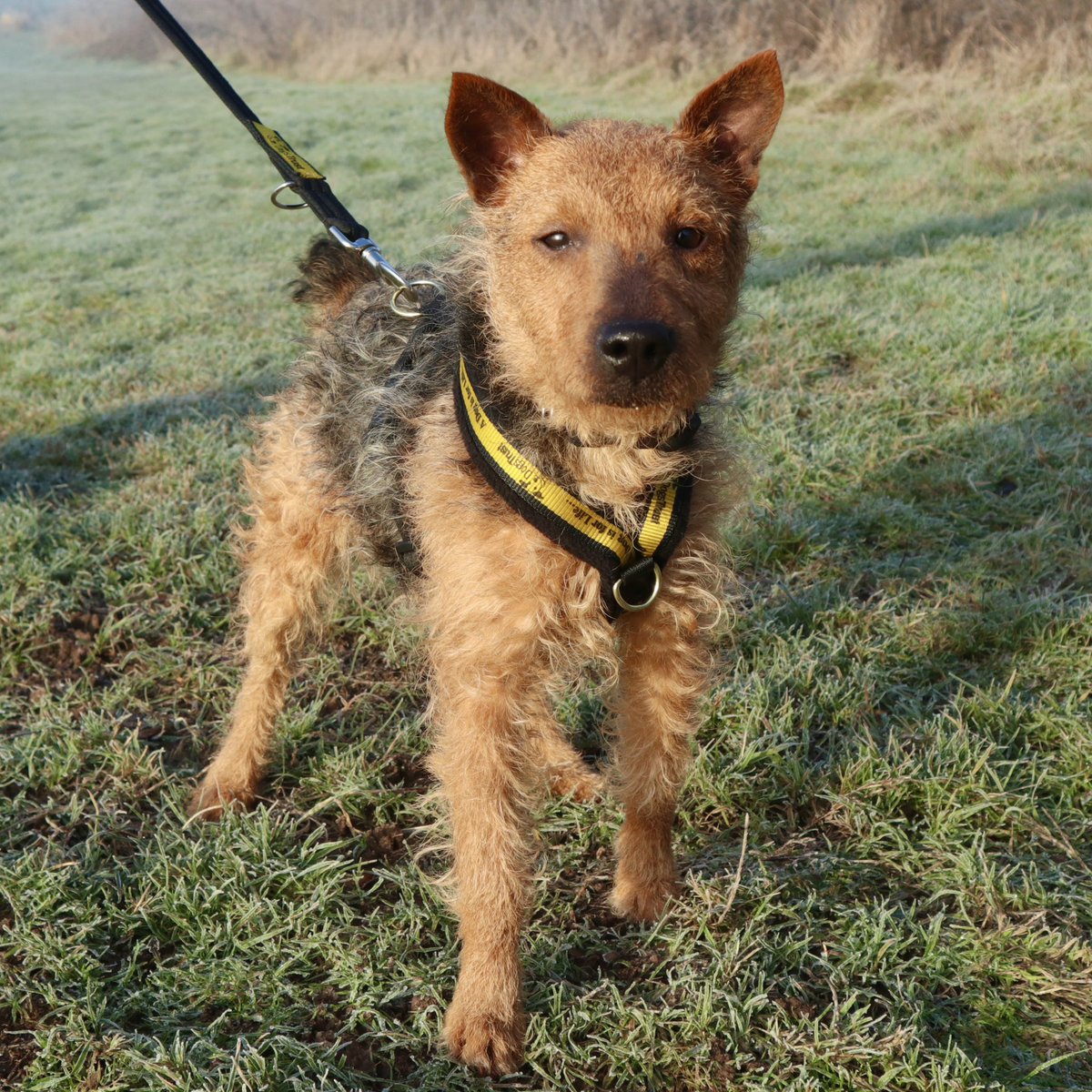 DT_WestLondon's tweet image. Serious Muffin vs smiley Muffin 😄

Everyone meet our sweet and friendly girl, Muffin. That happy smile of hers lights up any room she is in. She is looking for her forever home with adopters that can continue to build her confidence and carry on her training.