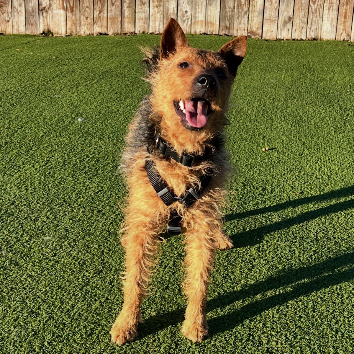 DT_WestLondon's tweet image. Serious Muffin vs smiley Muffin 😄

Everyone meet our sweet and friendly girl, Muffin. That happy smile of hers lights up any room she is in. She is looking for her forever home with adopters that can continue to build her confidence and carry on her training.