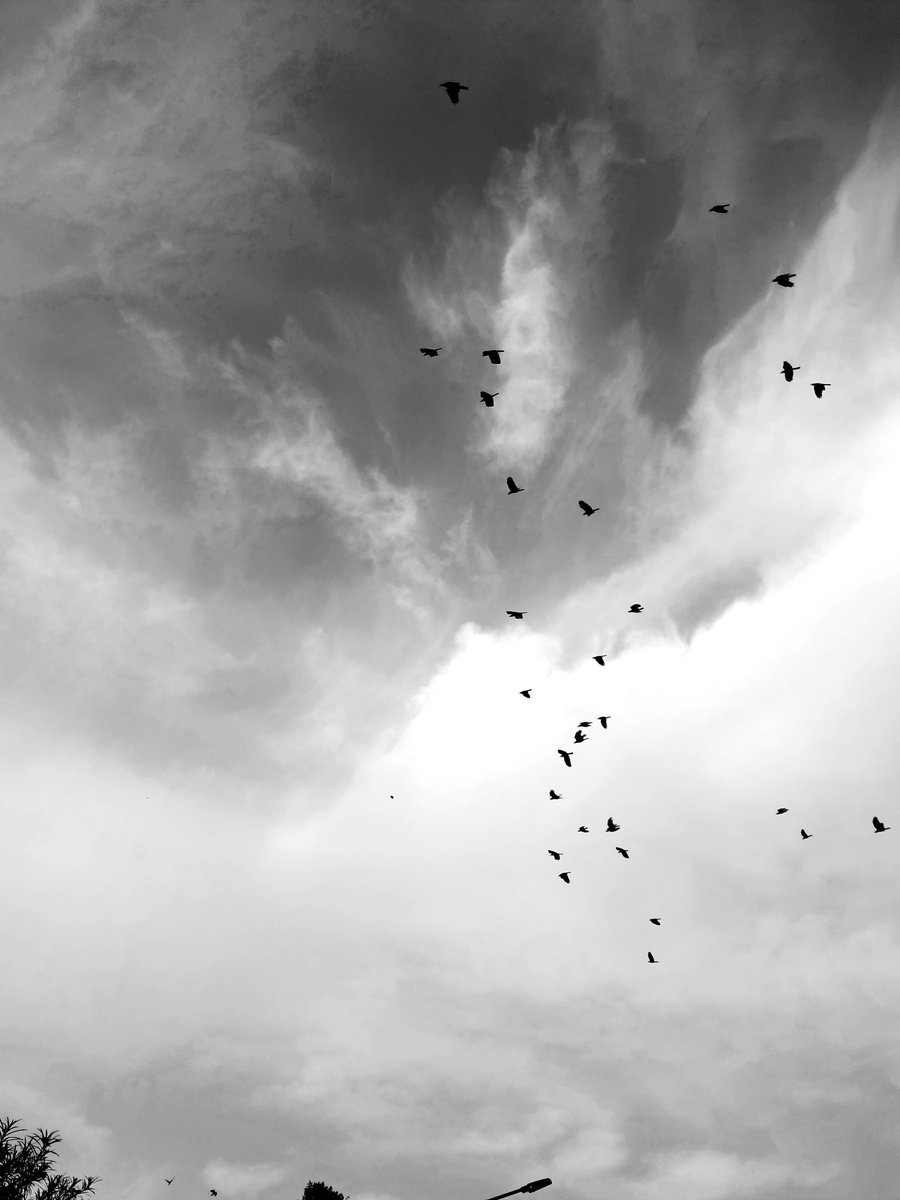 HomieWallpapers's tweet photo. Feathers of ink, sovereign in storm. #Wallpapers #Wallpaper #Wallpaper4k #Background #Art https://t.co/KKXP0ncaZu