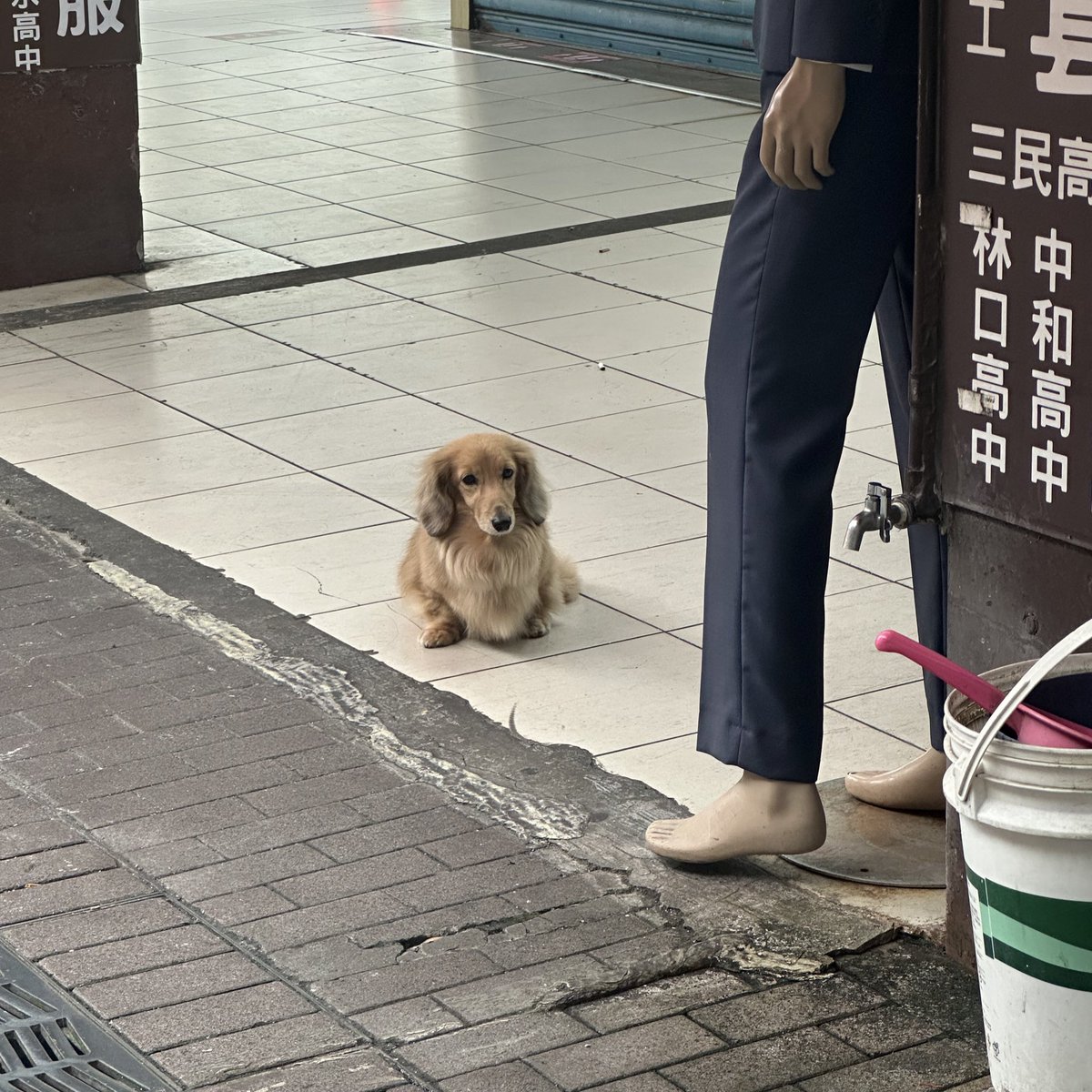 moolmelons's tweet image. 대만 가서 평생 볼 닥스훈트 다보고 온 듯
그만큼 많음.. 졸커훈트들이 꿍실꿍실 뛰다님 💞