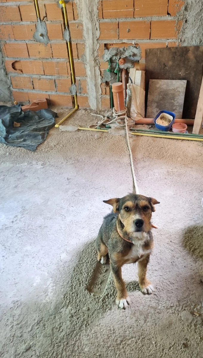 valentinaetu's tweet image. 🚨 #URGENTE LA PLATA

Él es Simón, es un perrito que tienen atado entre 8 y 10 horas en una obra en Parque San Martín porque se pelea con otros perros de la zona.

¿Me ayudan a difundir a ver si la Municipalidad o algún rescatista puede acercarse? 🙏