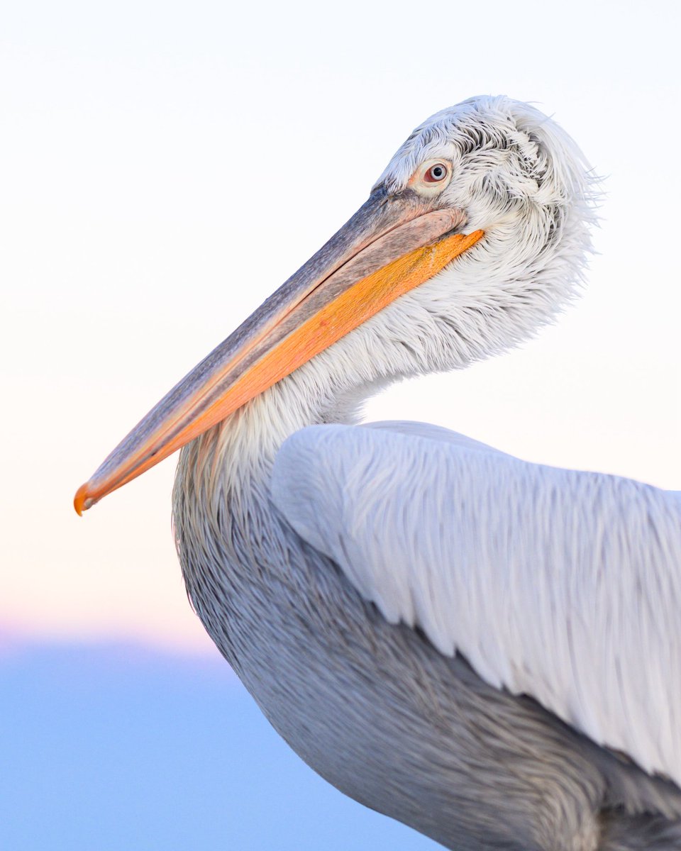 Chlouk's tweet image. 