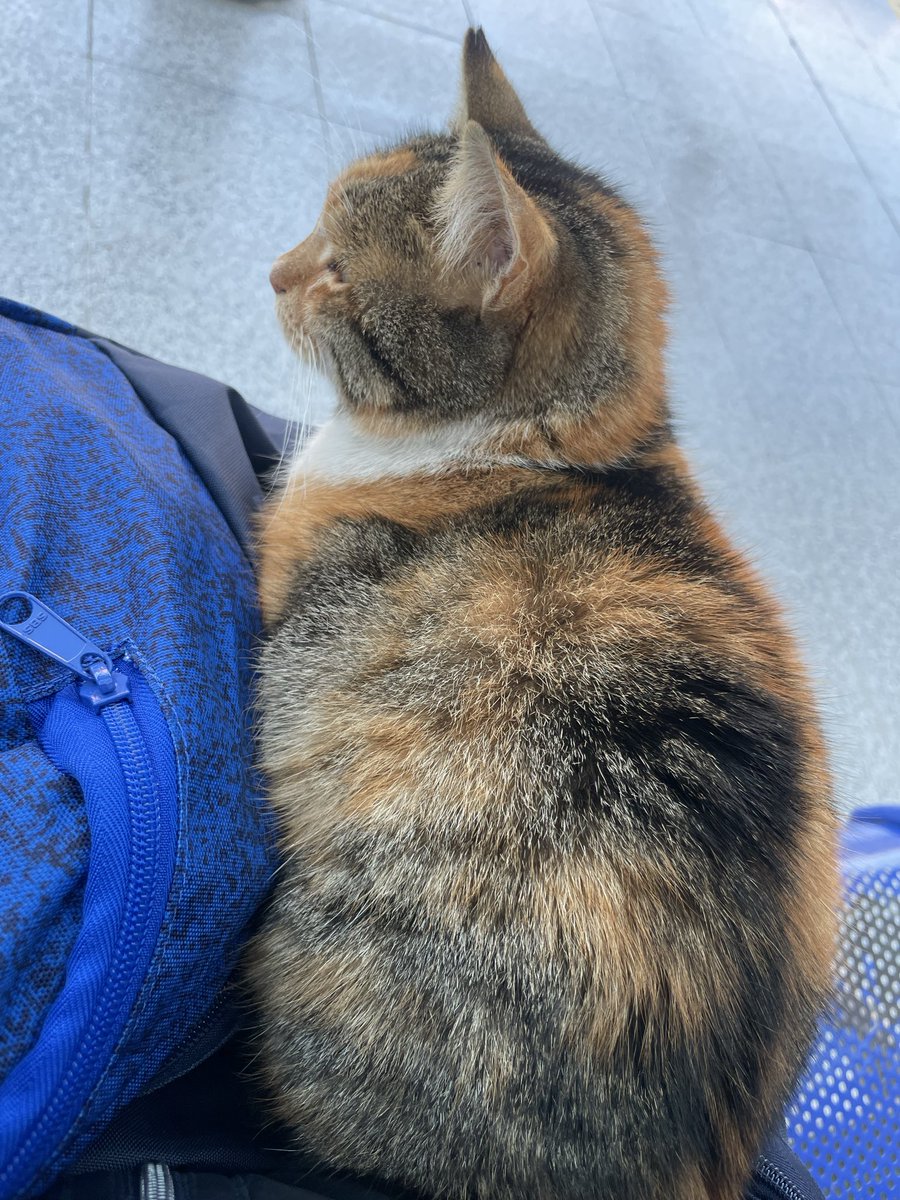 melvsflp's tweet photo. Bu kedo geldi üstüme oturdu aloo diyorum sallamıyor secilmis kisiyim 🤭🤭 https://t.co/JnmfdXiQBm