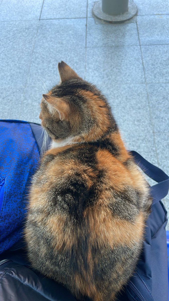 melvsflp's tweet photo. Bu kedo geldi üstüme oturdu aloo diyorum sallamıyor secilmis kisiyim 🤭🤭 https://t.co/JnmfdXiQBm