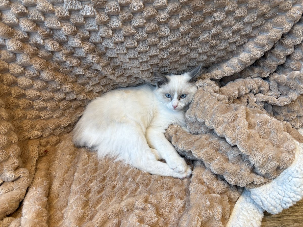 오므라이스 (@youme_lo) on Twitter photo 