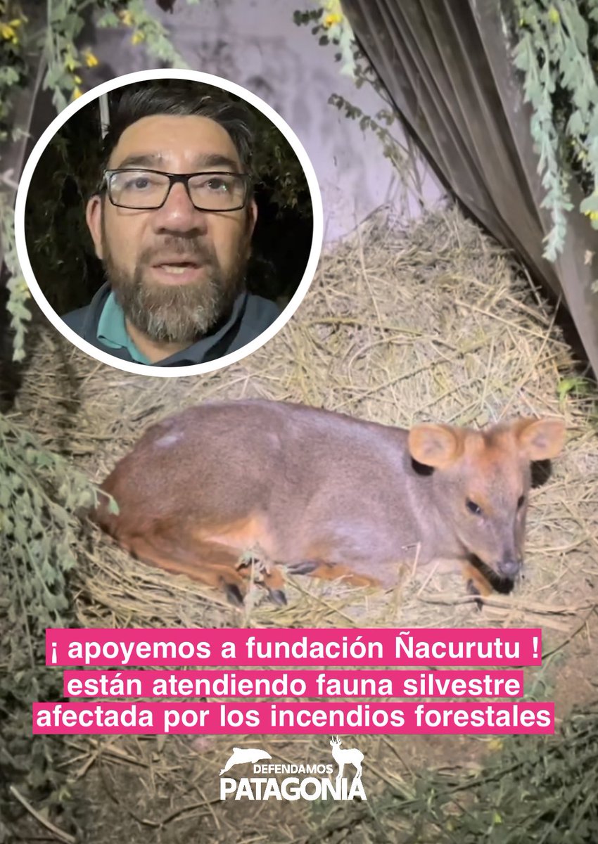 Los incendios forestales que azotan el sur de Chile, especialmente en la Región del Biobío, están dejando graves consecuencias para la fauna nativa. 

Entre los casos más sensibles: crías de monito del monte huérfanas tras la destrucción de su hábitat, aves, pudu, felinos.

La