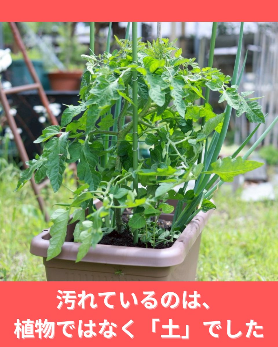 skoopy_fs's tweet photo. 「汚れているのは、植物ではなく『土』でした」

映画『風の谷のナウシカ』。

ナウシカが城の地下室で、涙を流しながら見つけた真実。
これ、今の僕たちの世界そのものだと思いませんか？ https://t.co/HbmVmjvbim