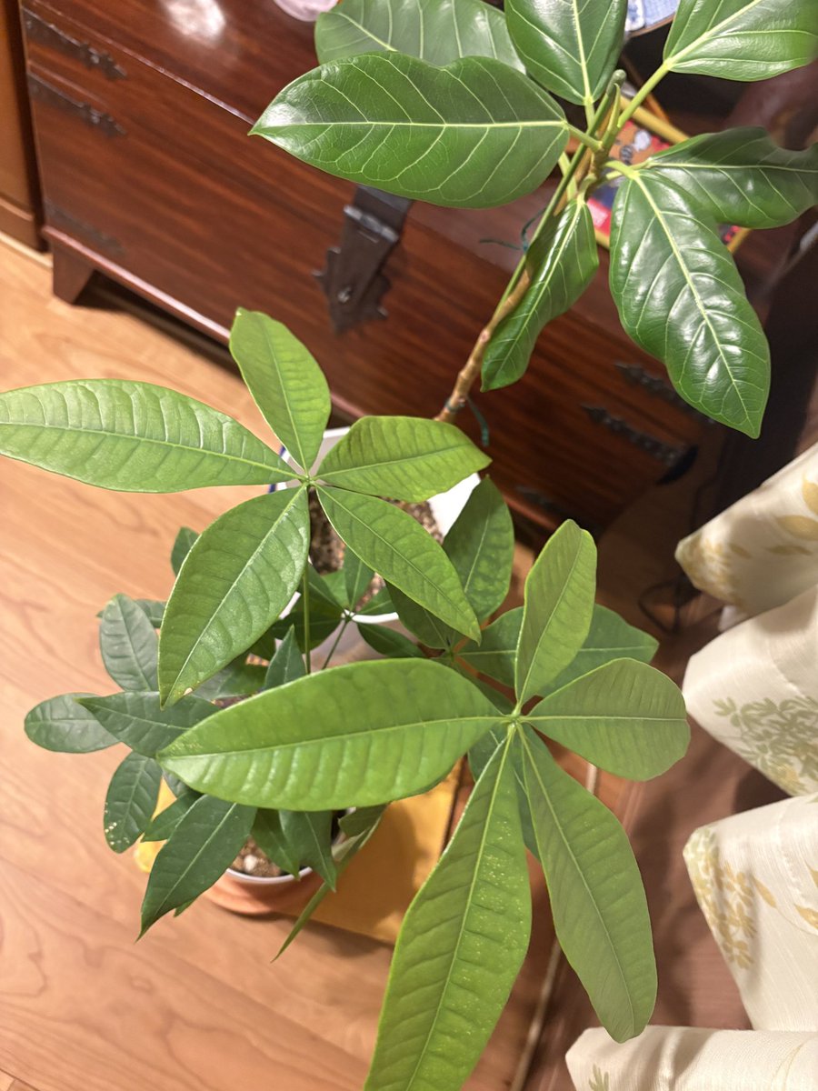 maccon6's tweet image. いろいろと停滞していますけどお迎えしてまだ10日のパキラが可愛くて癒し🍀
後ろはフィカス・アルティシマ、ゴムの木です…少し進めよう✒️