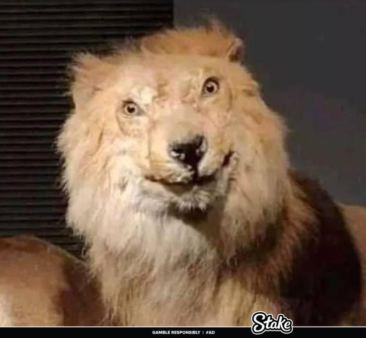 Lion escape from woman captivity enter jungle, toughen up con claim kingdom, nah why d weyrey get Barbie hairstyle.