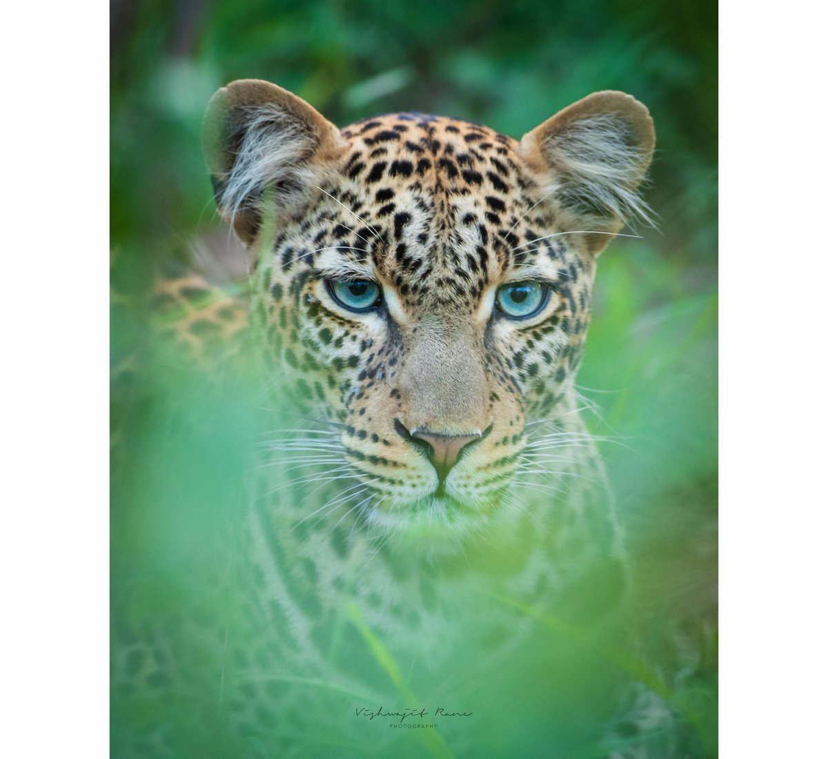 A leopard emerges from dense cover, its gaze fixed and unblinking - an apex predator revealed only for a fleeting moment.