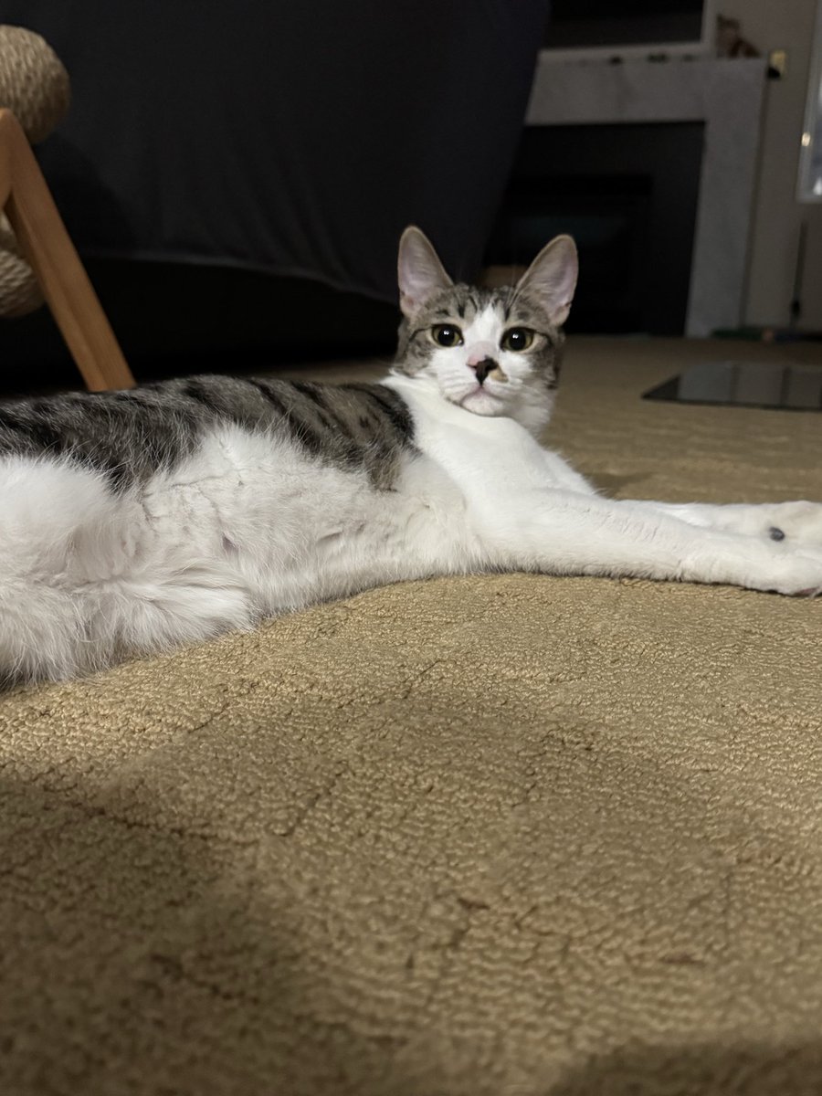 Davegrina's tweet photo. @paobeary Nayzors is sending you her energy! She also says “Have a purrrrfect day” https://t.co/zbTQcmo17z