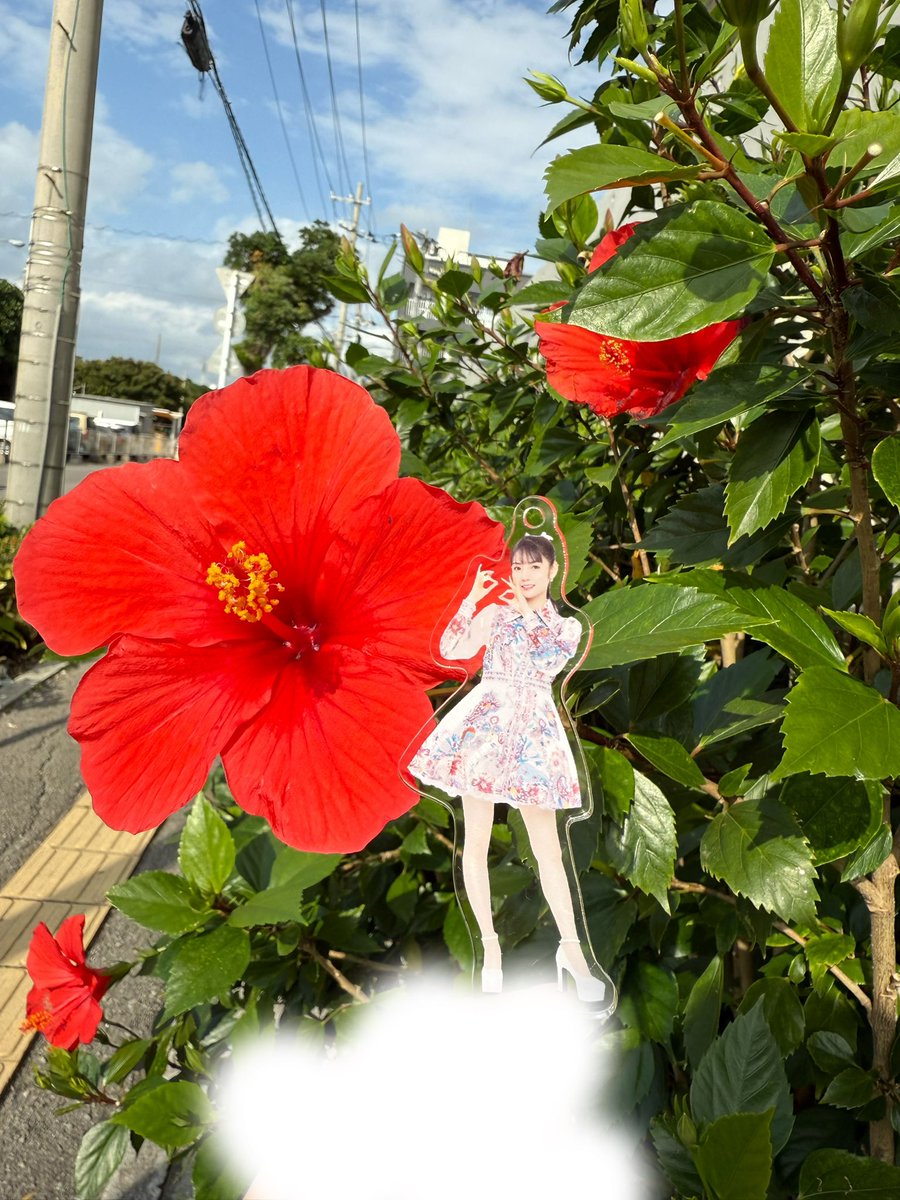 _ms4329's tweet photo. 沖縄、1月でもハイビスカス咲いててびっくりやった🌺 https://t.co/g85MLf4vmP