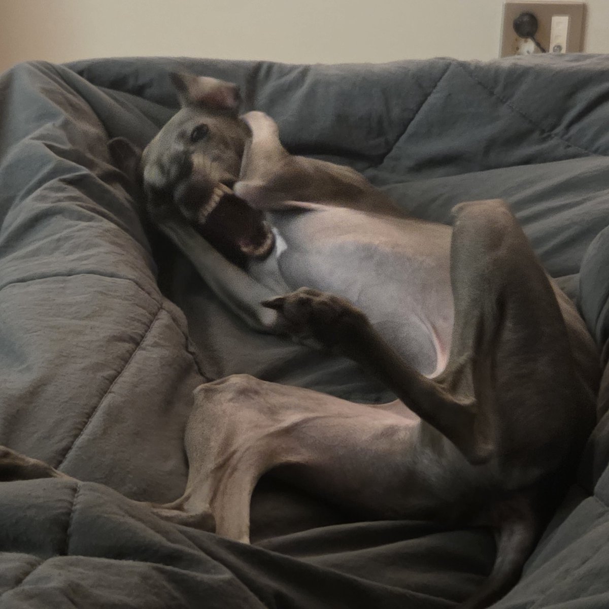 우리파이 tweet media