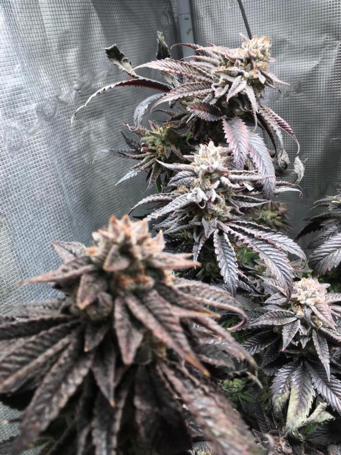 grow.diaries tweet media