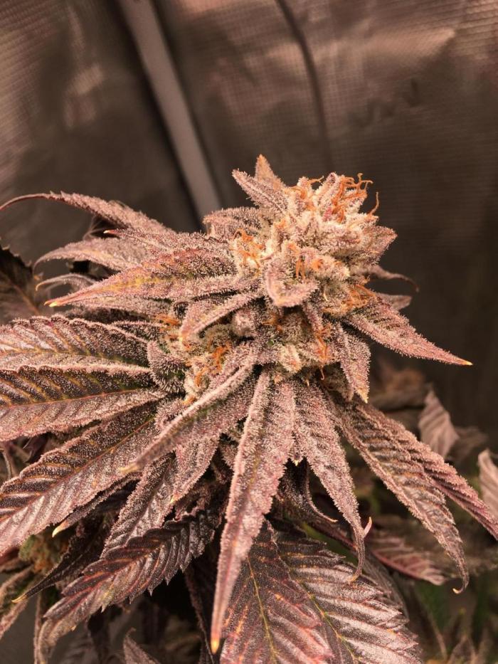 grow.diaries tweet media